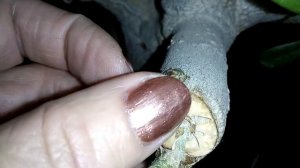 Адениум! Заращиваем срезы быстро!