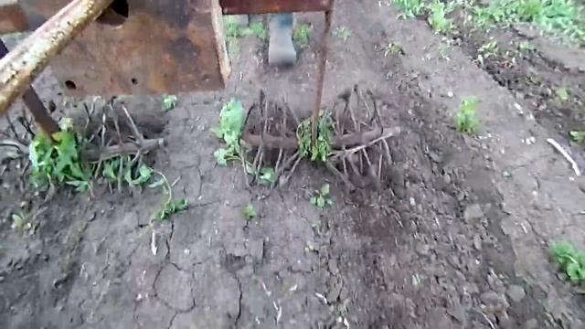 Рыхление междурядий китайским  мотоблоком.