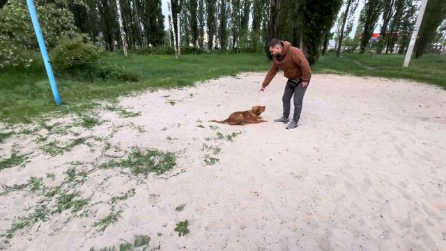 Новошотландский ретривер (толлер) Fox - 5 месяцев смотреть онлайн