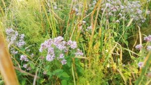 Так выглядит трава матрёшка