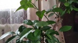 Как вырастить лимоны из косточки ?  Как заставить лимоны цвести?