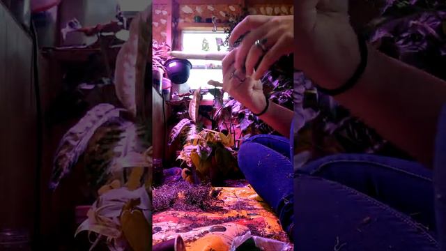 Moss Pole for a Lemon Lime Philodendron смотреть онлайн