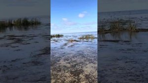 Охота на утку в Астрахани