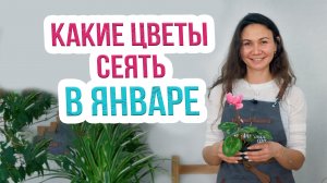 Какие цветы посадить в январе.  Что посеять в январе?