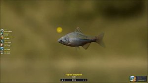 Трофейная Рыбалка 2 путеводитель, прохождение квеста, Горчак амурский
