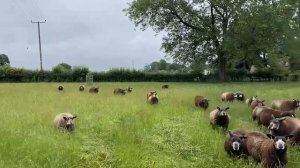 Племенные овцы породы ТЕКСЕЛЬ! Где купить овец в России? Чёрный Тексель из Британии! Разведение ове