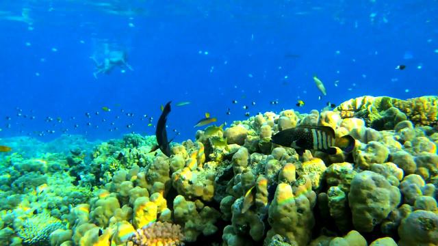 Красное море в Египте, город Шарм Эль Шейх, Red Sea, Egypt