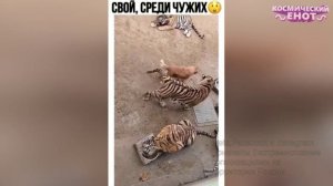 Я РЖАЛ ДО СЛЕЗ | 10 МИНУТ ЛУЧШИХ ПРИКОЛОВ Смешные видео - Лучшие Русские Приколы