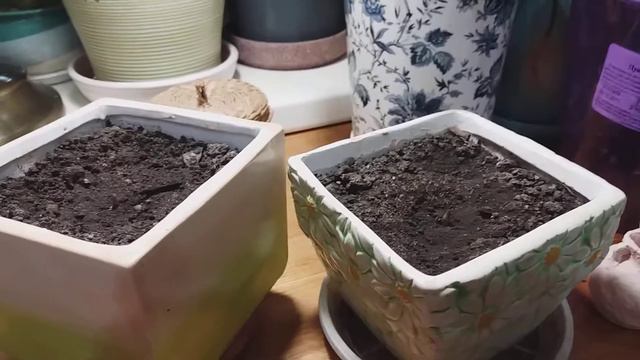 Аморфофаллус дома смотреть онлайн