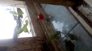 Помидор все-таки вырос только после удобрения почвы граммом глицина. Помидоры на окне