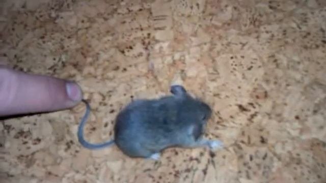Обдолбанная мышь- описалась