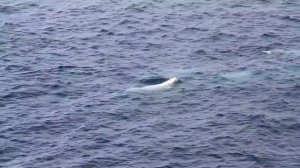 Белухи у мыса Желания, Новая Земля