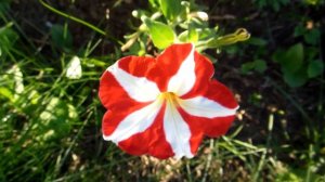 Striped Petunias - Jinhee Wilde