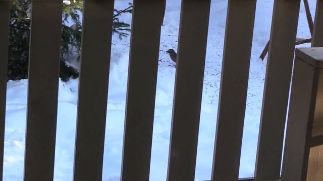 Голос сойки: птица поёт, бормочет и издает разные звуки на кормушке смотреть онлайн