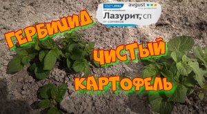 Гербицид Лазурит от фирмы АВГУСТ