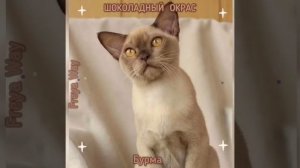 Бурма шоколадного окраса. Питомник бурманских кошек Freya Way