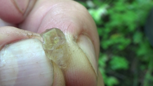 Вместе с золотом попался чёрный турмалин! А ведь хотел пройти мимо....