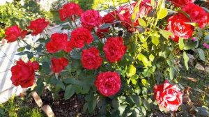 Стойкие к дождю розы_Эн софи пик,Сцент оф вумен,Дип Импрешн,Фальстаф,Ред Интуишн,Парблю и др..mp4