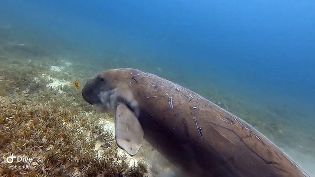 Шестой день. Дюгонь, третий заплыв смотреть онлайн