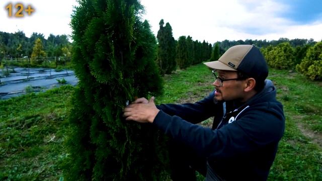 Туя: правильная обрезка. Как сделать, чтобы туя не развалилась под снегом?