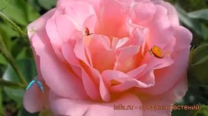 Роза канадская парковая Мари Викторин ? Мари Викторин обзор: как сажать, саженцы розы Мари Викторин