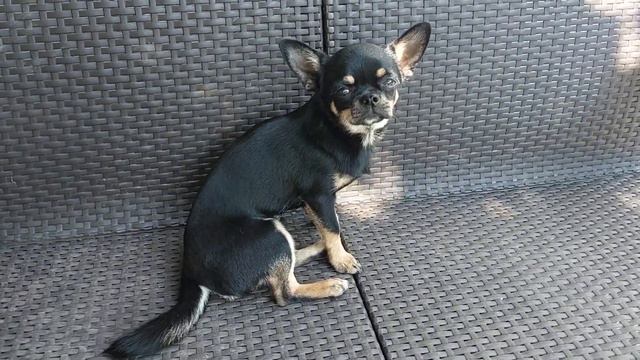 50% скидка на щенков,кто нашёл свою семью 🥰 новости питомника чихуахуа Кастропуло Крым+79787458062 смотреть онлайн