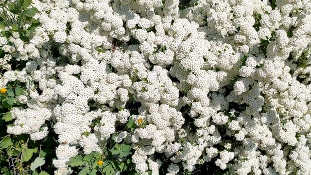 Почему свекрови нельзя мыть посуду у невестки: что означает примета с древности