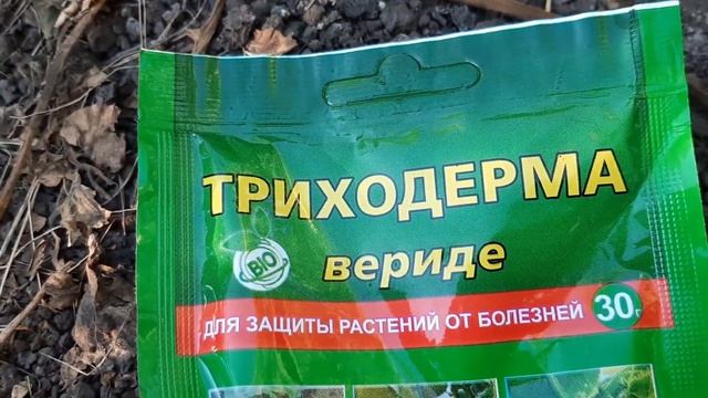 Фитофтора исчезла с томатов. Раскрываю свой рабочий способ борьбы с фитофторой и серой гнилью