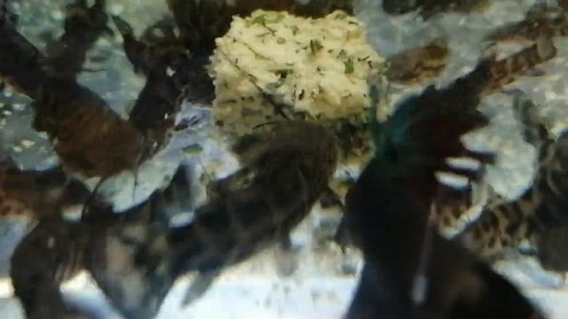 Супер Супер Как Сомики Таракатумы подсели на кашу смотреть онлайн