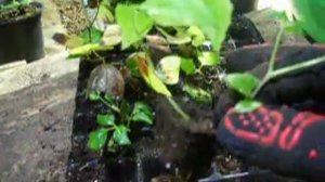 Черенкование клематисов в зимней теплице - 21 декабря