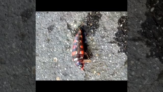 МОЯ КОЛЛЕКЦИЯ ВОБЛЕРОВ. ТОП ПРИМАНОК. ПРИМАНКИ НА ЩУКУ. Буду рыбачить в СТАРОМИНСКОЙ!!! смотреть онлайн