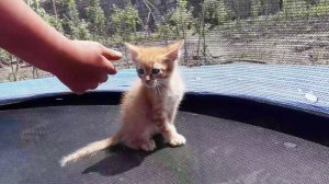 Котенок играет с детьми на батуте.