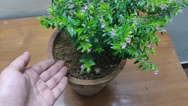 How To Grow & Care Cuphea Hyssopifolia / Mexican Heather Plant in Pots - Purple Flower Plant смотреть онлайн