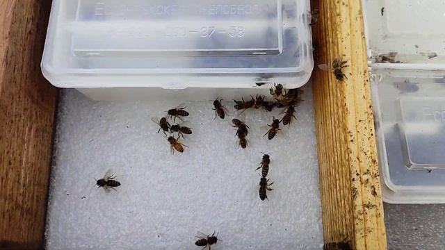 ДЫМ-ПУШКА ДЛЯ ЛЕЧЕНИЯ ПЧЁЛ. ПРОТИВОГАЗ ОБЯЗАТЕЛЬНО!!!! смотреть онлайн