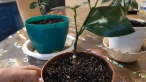 МОЖНО ЛИ ЗАСТАВИТЬ ЦВЕСТИ ЦИТРУСЫ БЕЗ ПРИВИВКИ/ КАК ЗАСТАВИТЬ ЦВЕСТИ ПРИВИТЫЕ ЦИТРУСЫ.