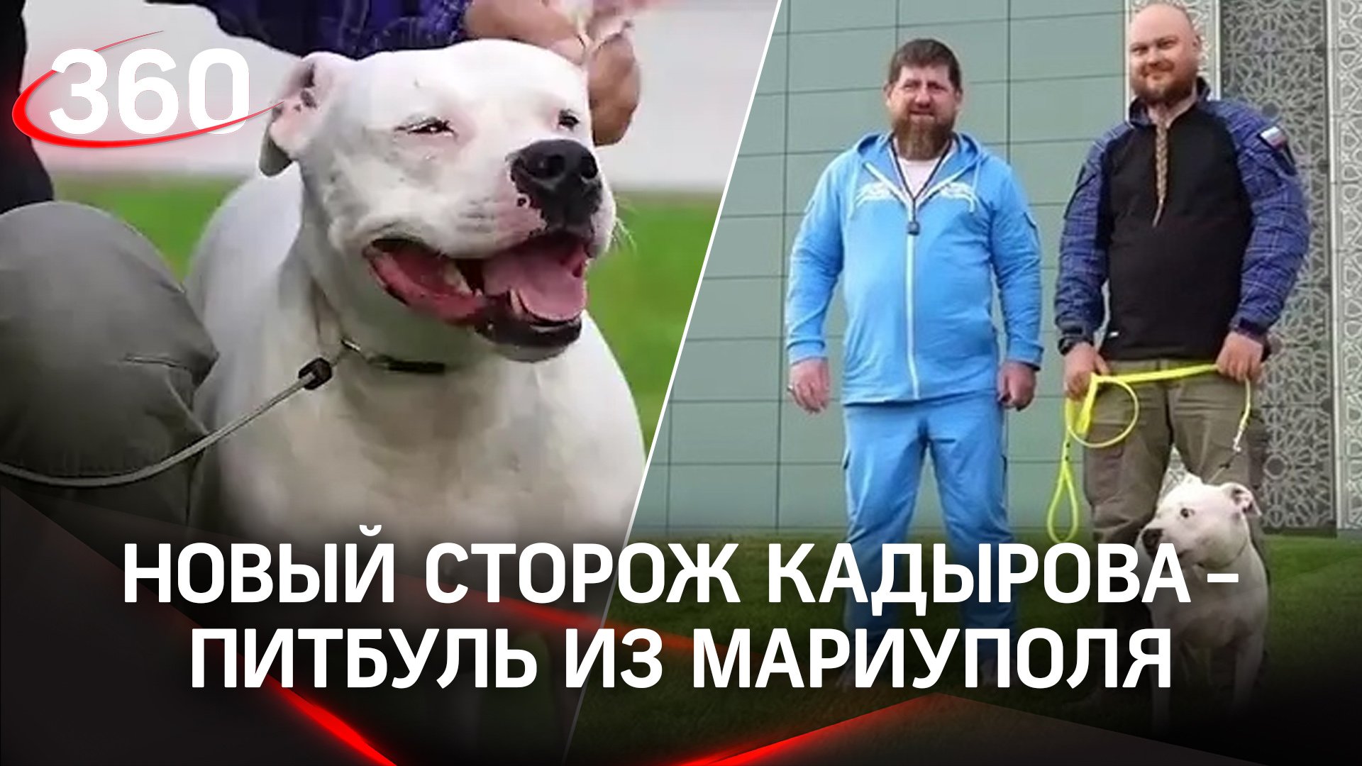 Последний сторож. Питбуль с хозяином. Рамзан Кадыров с питбулем. Кадыров и собака с Азовстали.