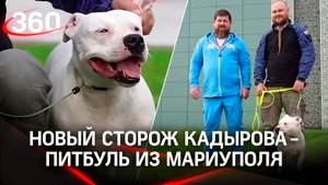 Новый сторож Кадырова - питбуль из Мариуполя, его хозяева сдались в плен на «Азовстали»