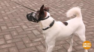 Выбираем собачий поводок. Доброе утро. Фрагмент выпуска от 03.04.2019