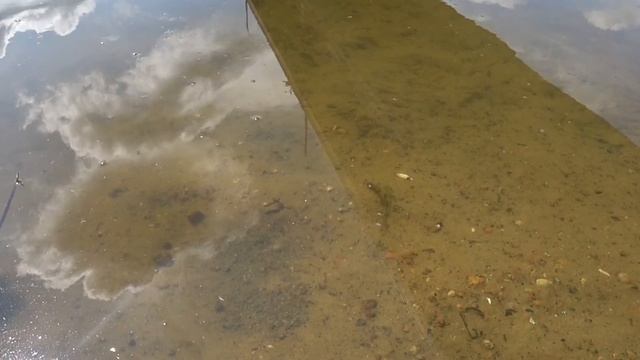 Рыбалка. Мастер-класс от Илюши.Или ловим уклейку с профессором ))) смотреть онлайн