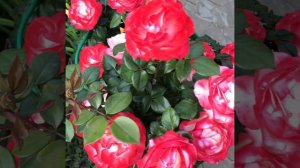 Роза хамелеон 'Double Delight' (Дабл Делайт)