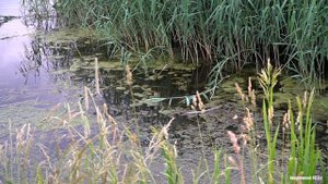 КВАКАНЬЕ ЛЯГУШЕК. Слушать звуки природы 1 час // @ratiana