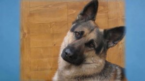 Почему собаки наклоняют голову?