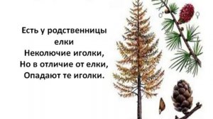 Окружающий мир. Тема: Хвойные и Цветковые деревья