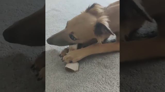 Олений рог для Уиппета смотреть онлайн