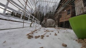 Сбежал кролик!Ловим