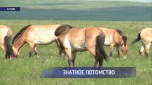 В Оренбургском заповеднике родился первый жеребёнок лошади Пржевальского