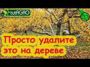 ОСТАНОВИМ КОРНЕПАД! ЯБЛОНИ и ГРУШИ С УРОЖАЕМ КАЖДЫЙ ГОД! Простая процедура, её надо сделать в саду.