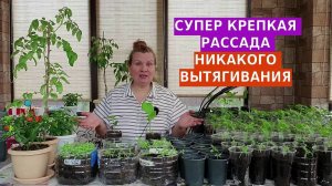 Супер крепкая рассада в домашних условиях