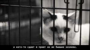 Они все равно вас любят