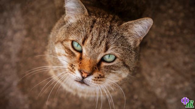 КОТ просто ШЁЛ по городу. Его ЛОВИЛИ и увозили в приют, но кот СБЕГАЛ - жизнь в клетке не для него смотреть онлайн